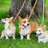 azuza 3 Pack Fruit Design Nylon Dog Leashes, Strong & Durable Basic Leash for Small Dogs, 6FT, 5/8"