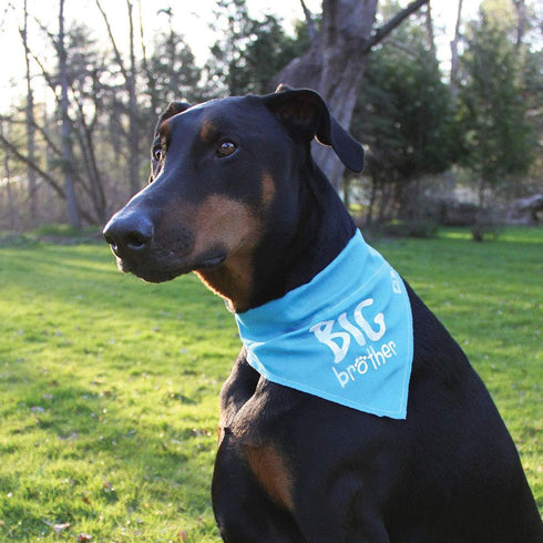 Pavilion Gift Company Big Brother Blue Paw Print Large Dog Slip on Collar Bandanna