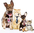 Frienda 20 Pieces Assorted Dog Ties, Small Pet Bow Ties with Adjustable Collar for Grooming Accessories