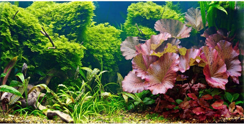AWERT 30x12 inches Aquatic Plant Background, River Bed & Lake Fish Tank Vinyl
