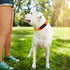 Neoprene Padded Dog Collar, Heavy Duty Nylon Collar with Metal Buckle for Small Medium Large Dogs (Small, Orange)