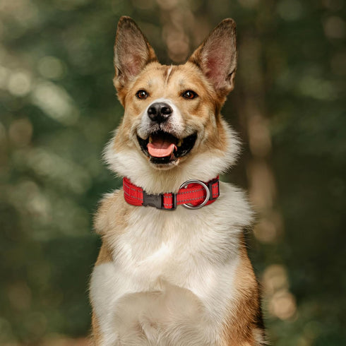 EXCELLENT ELITE SPANKER Classic Dog Collar - PU Material Adjustable for Small Medium Large Dogs, Walking Training (S,