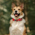 EXCELLENT ELITE SPANKER Classic Dog Collar - PU Material Adjustable for Small Medium Large Dogs, Walking Training (S,