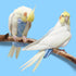 80 Inch 80-105 VANFAVORI Bird Diaper Harness Flight Suit Clothes with Flying Leash Rope for Parrots Conure Cockatiel