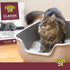 Precious Cat Classic Premium Clumping Cat Litter - 40 lb Bag