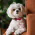 PUPTECK Puppy Collar with Bell, XXS Adjustable Bowtie Soft Leather Dog Collar for Cats & Extra Small Dogs (2 Packs)
