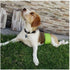 Washable & Reusable Male Dog Wraps Belly Band Diapers - Durable Machine Washable Doggie Pee Puppy Pads Diaper Trainer -
