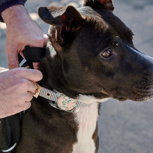 Rifle Paper Co. Airtag Dog Collar Holder, Waterproof Airtag Case, Unique Floral Design for Dog Collar