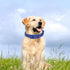 Waterproof Dog Collar - Soft Rubber with Safety Buckle, Adjustable Pet Collars for Small Medium Large Dogs