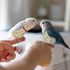 4 Pcs Bird Diaper Parrot Nappy Reusable Flight Suit with Waterproof Inner for Parakeet Cockatiel Mini Macaw Budgie