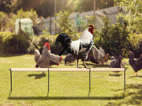 Neeenn Extra Long Chicken Perch Toys, Wooden Chick Perch Stand with Metal Ground Plug, Outdoor Birds Training Platform