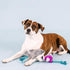 Fringe Studio Plush Dog Toy, Shark Bait, Pet Shop Collection (314289)