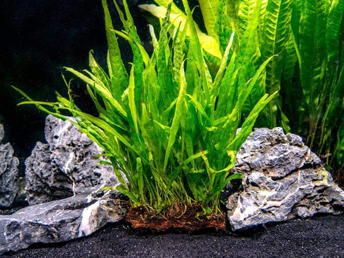 Java Fern on Plate - Low Light Aquatic Plant for Your Aquarium
