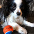 Midlee Mini Tennis Ball for Dogs - Pack of 12 (1.5", Orange/Blue)