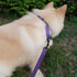 Adjustable Nylon Martingale Dog Collar, Comfort Silky Escape Proof Training Collar with Heavy Duty Metal D-Ring (Ultra