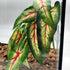 FLmoving 2-Pack Reptile Plants for Terrarium, Amphibian Habitat Decor Artificial Hanging Plants with Suction Cup