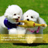 Novelty Place Extra Loud Squawking Rubber Chicken - Large 16” - Yellow Squeaky and Screaming Chicken for Kids or Adults