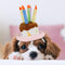 LESYPET Dog Birthday Hat, Pet Birthday Cake Hat with Candle for Dog Cat Party Costume, Pink Size S