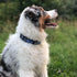 Martingale Collar for Dogs, Reflective Nylon with Quick Release Buckle, Adjustable No Slip Training Collar (Small, Blue)