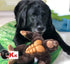 IOEN Patent Gum Massage Interactive Dog Chew Toys - Durable Plush Squeaky Toy for Medium/Large Dogs, 12 Inches