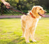 FAIRWIN Leather Short Dog Leash - 16" Short Traffic Lead for Large Dogs Training and Walking (3/4" x 16", Brown)