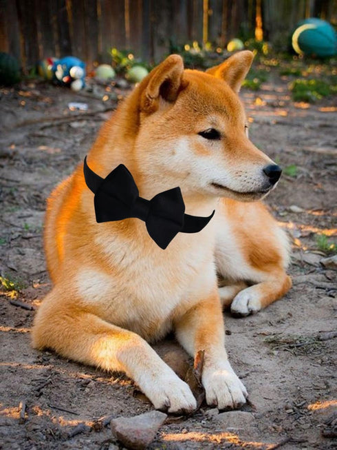 Dog Collar with Bowtie - Soft Velvet Material with Quick Release Buckle for Medium Dogs, Black, M