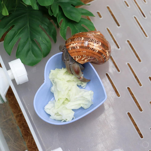 Neeenn 4 Pack Hermit Crab Plastic Food Dish, Hermit Crab Food & Water Bowl, Mini Food Dish Kit, Suitable for Hermit