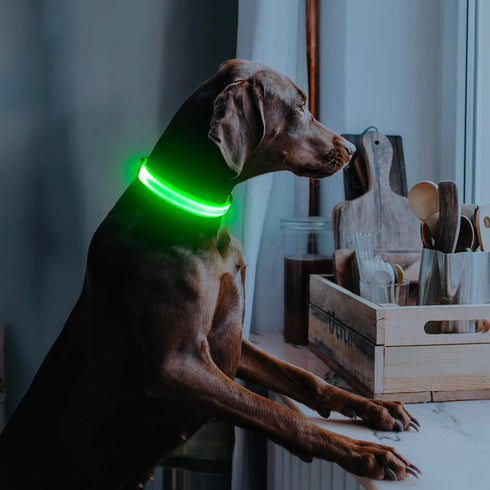 Illumifun Light Up Dog Collar - USB Rechargeable LED Glow in The Dark, Adjustable Pet Safety Lights, Green