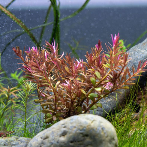 1 SubstrateSource Live Aquarium Red Stem Plants - Freshwater Aquatic Plant for Fish Tanks, Aquascaping - (Rotala Blood