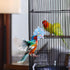 PEUTIER Parrot Spinner Toy, Medium Small Funny Parakeet Conures Toy Interactive Parrot Toy Bird Toy Spinning Rattle