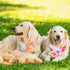 Weewooday 8 Pieces Dog Bandanas, Summer Flower Print Triangle Bibs Floral Puppy Scarf Accessories for Dogs Cats