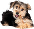 Fieldcrest Farms Nothing to Hide Natural Rawhide Alternative Small Twist Stix for Dogs - 10 Sticks, All Natural Chews