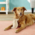 SPOT 8in Dura-Fused Leather Squirrel Dog Toy Real Leather & Jute Fabric, Double-Stitched & Durable, Soft Stuffed