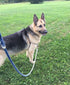 Sier 5ft Ombre Rope Dog Leash - Braided Cotton Heavy Duty Multi-Colored