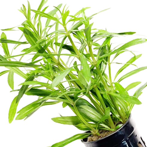 PLANTEREST BUY2GET1FREE Pogostemon Octopus Potted Live Aquarium Plant Tropical Freshwater Decorations