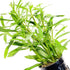 PLANTEREST BUY2GET1FREE Pogostemon Octopus Potted Live Aquarium Plant Tropical Freshwater Decorations