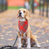 2 Pack, Doncida Red Green Buffalo Plaid Dog Bandanas for Christmas Reversible Triangle Dog Scarf for Medium and Large