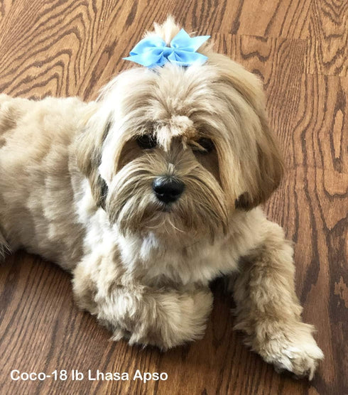 Cute Puppy Supplies Dog Accessories for Large Dogs, 8ct 3 Inch Small Dog Hair Bows for Grooming