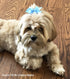 Cute Puppy Supplies Dog Accessories for Large Dogs, 8ct 3 Inch Small Dog Hair Bows for Grooming