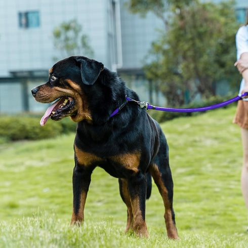 Dog Leash - Braided Rope Traction Lead for Medium/Large Dogs (1/2" - 6FT, Purple)