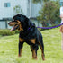 Dog Leash - Braided Rope Traction Lead for Medium/Large Dogs (1/2" - 6FT, Purple)