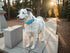 Leather Dog Collar, Heavy Duty Metal Buckle, Soft & Comfy Pet Collar, Waterproof & Odorproof, Adjustable for Custom