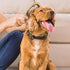 Stainless Steel Pin Dog Brush with Bamboo Handle, Professional Grooming Brush for Long or Short Hair