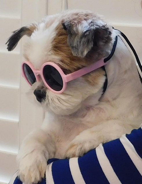 G016 Dog Cat Pet Round Sunglasses Goggles, 2-Pack for Small Breed Dogs up to 15lbs (Black + Pink)