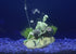 Penn-Plax Action Air Pirate Skeleton with Jug & Treasure Chest, Live-Action Aerating Aquarium Ornament