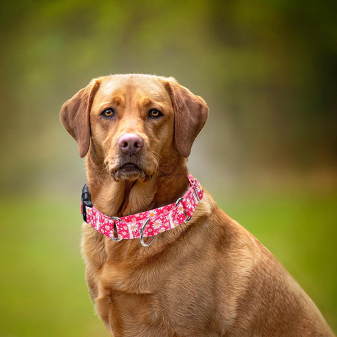 Martingale Collar for Dogs, Rose Daisy Flowers Dog Collar for Small Medium Large Dogs, Adjustable with Quick-Release