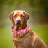Martingale Collar for Dogs, Rose Daisy Flowers Dog Collar for Small Medium Large Dogs, Adjustable with Quick-Release