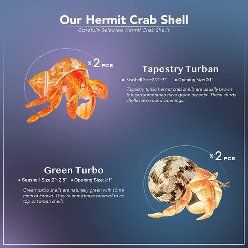VOBRAMY 4PCS (2 1", 2"-3" Natural Hermit Crab Shells Types) | Opening Size Approximately Seashell Size: | Good