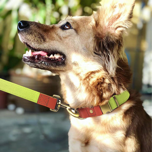 QRDA Dog Collar and Leash Set, Fluorescent Yellow Adjustable Durable Nylon for Small/Medium/Large Dogs