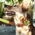 QRDA Dog Collar and Leash Set, Fluorescent Yellow Adjustable Durable Nylon for Small/Medium/Large Dogs